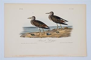 Pectoral Sandpiper Plate 329