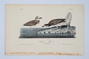 Wilson's Plover Plate 319