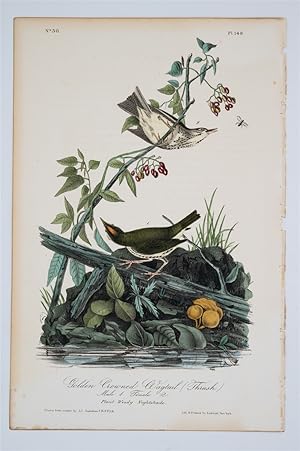 Golden Crowned Wagtail Plate 148
