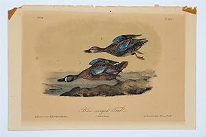 Blue-Winged Teal