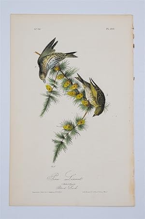 Pine Linnet - Plate 180