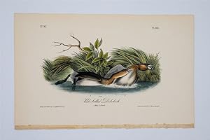 Pied-Billed Dobchick
