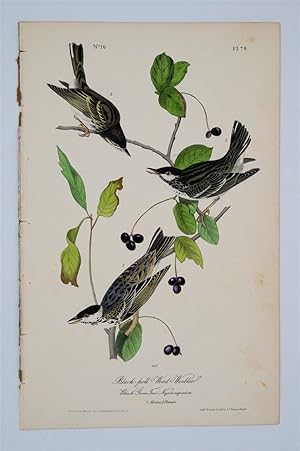 Black Poll Wood Warbler Plate 78