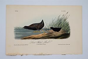 Least Water Rail Plate 308