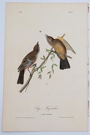 Say's Flycatcher - Plate 59