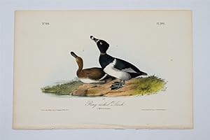Ring-Necked Duck - Plate 398