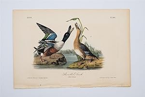 Shoveller Duck - Plate 394