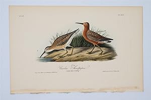 Curlew Sandpiper Plate 333