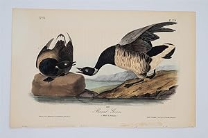 Brant Goose Plate 379
