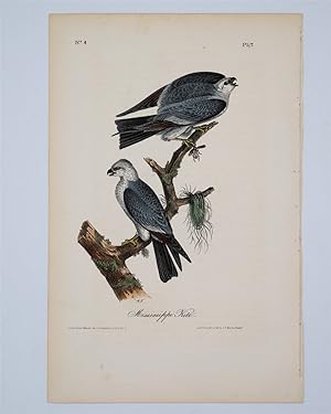 Mississippi Kite - Plate 17