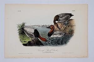 Canvas Back Duck - Plate 395