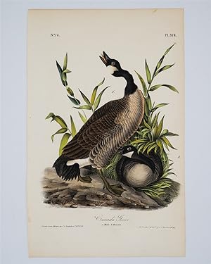 Canada Goose - Plate 376