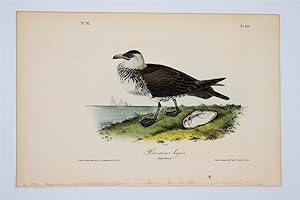 Pomerine Jager Plate 451