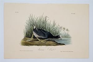 American Coot Plate 305