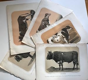Five Tinted Lithographed Portraits of Cattle--Spain, 1850s