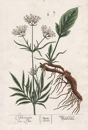 "Valeriana seu Phu - Baldrian" Baldrian Valerian Pflanze plant botanical botany Kräuter herbs flo...