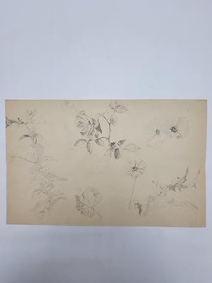 Pencil drawing (studio study) of flowers and leaves.