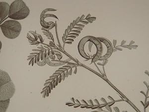 DESCRIPTION DE L'EGYPTE. Botanique. Hedysarum ptolemaicum, Astragalus longiflorus, Astragalus mar...