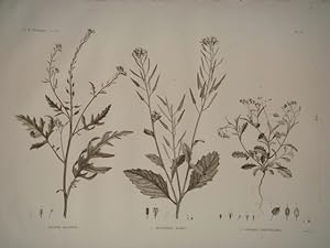 DESCRIPTION DE L'EGYPTE. Botanique. Sinapis allionii, Hesperis acris, Lunaria parviflora. (Histoi...