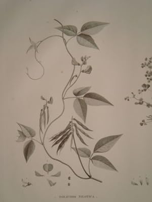 DESCRIPTION DE L'EGYPTE. Botanique. Dolichos nilotica, Trigonella anguina, Dolichos memnonia. (Hi...