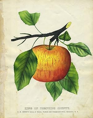 King of Tompkins County. Botanical illustration of an apple