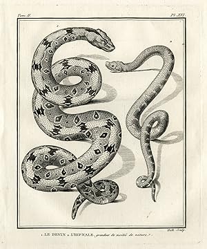 Antique Print-BOA CONSTRICTOR-HYPNALE-VIPER-Hulk-Buffon-Lacepede-1799