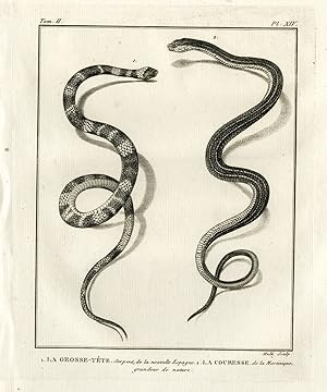 Antique Print-LACEPEDE'S GROUND SNAKE-LA GROSSE TETE-Hulk-Buffon-Lacepede-1799