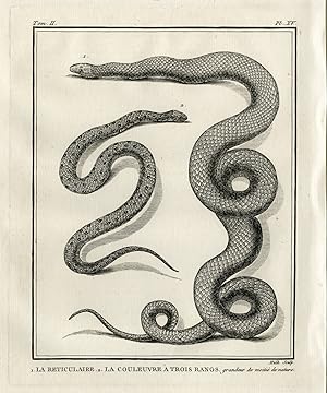 Antique Print-SNAKE SPECIES-RETICULAIRE-COULEUVRE-Hulk-Buffon-Lacepede-1799