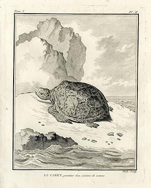 Antique Print-LOGGERHEAD SEA TURTLE-CARETTA-Hulk-Buffon-Lacepede-1799
