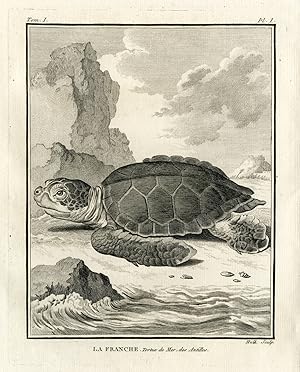 Antique Print-SEA TURTLE-CARIBBEAN-ANTILLES-Hulk-Buffon-Lacepede-1799