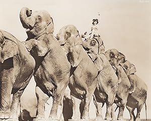 Elephant Long Mount Ringling Bros. and Barnum & Bailey Circus