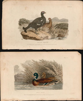 A Collection of color aquatints: British Sports by Howitt from Ackerman's Repository of Arts. Ser...