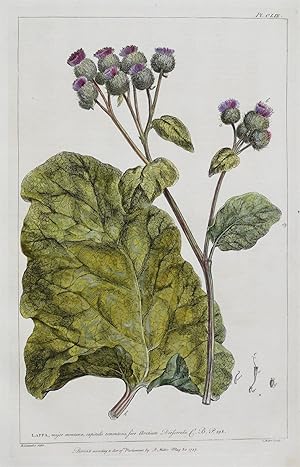 Antique Botanical Print MOUNTAIN BURDOCK, LAPPA, Miller Large Flower Print 1760
