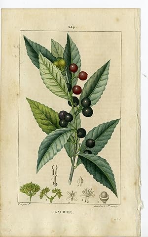 Antique Print-PL.214-LAURIER-LAURUS NOBILIS-LAUREL TREE-Turpin-Chaumeton-1814