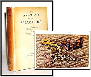 The Anatomy of the Salamander