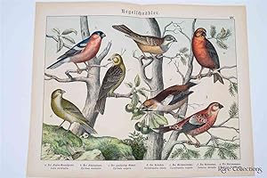 Naturgeschichte Des Tierreichs, or Natural History of the Animal Realm (Birds XIV)