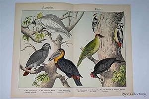 Naturgeschichte Des Tierreichs, or Natural History of the Animal Realm (Birds VII)