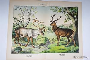 Naturgeschichte Des Tierreichs, or Natural History of the Animal Realm (Mammals XX)