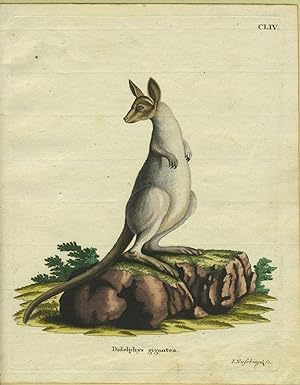 Didelphys gigantea (Eastern Grey Kangaroo)