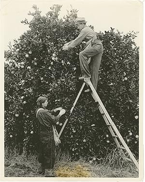 Archive of eight original photographs of Sunkist Growers, Orland, California orange production an...