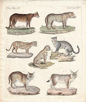 Wild cats, Jaguar, Cougar, Cheetah, Lynx, etc.