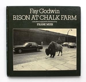 Bison at Chalk Farm