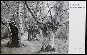 Burnham Beeches Tress Old Friends Collectable Publisher Sharpe No. 2078 Vintage Postcard