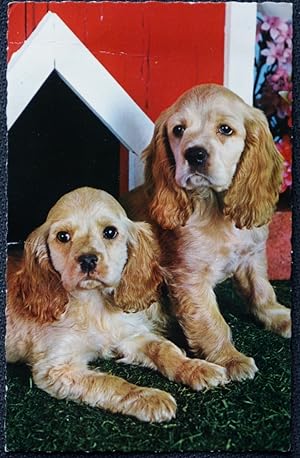 Two Dogs from Bamforth Animal Series no. g378 Vintage Postcard
