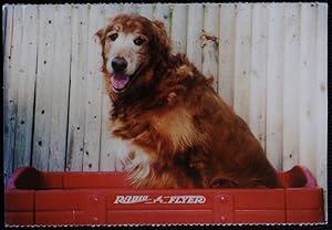 PDSA Dog Postcard