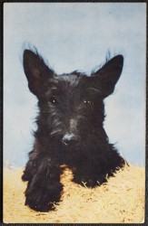 Black Dog Portrait Dated 1958 Vintage Collectable Postcard