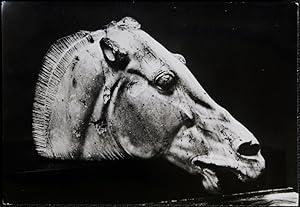 Horse Of Selene British Museum East Pediment Of Parthenon 435B.C. Postcard