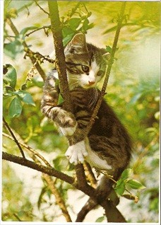 Cat Sitting In Tree Colorphoto Collectable Postcard