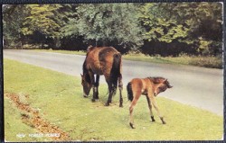 Ponies in the New Forest Hampshire Vintage 1965 Postcard