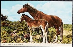 New Forest Ponies Collectable Publisher Dearden & Wade Postcard